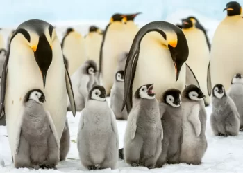 Emperor penguins and reindeer are now listed as alarmed species