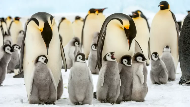 Emperor penguins and reindeer are now listed as alarmed species