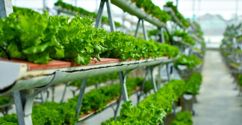 Pakistan has a small but growing number of vertical farms