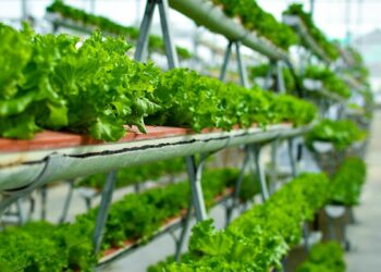 Pakistan has a small but growing number of vertical farms