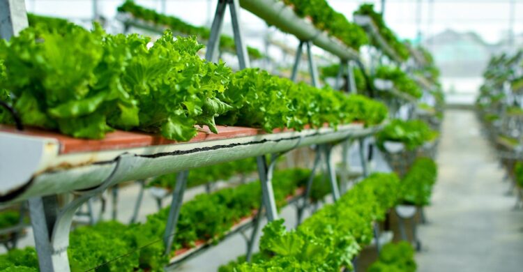 Pakistan has a small but growing number of vertical farms