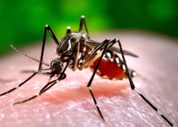 Pakistan registers 76k dengue cases, 136 deaths during this year