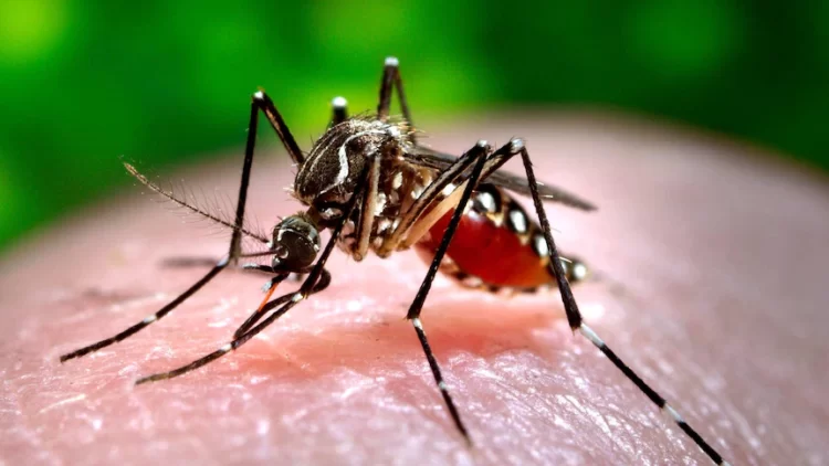 Pakistan registers 76k dengue cases, 136 deaths during this year
