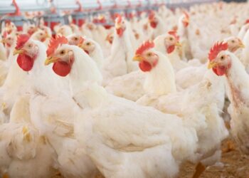 Price of chicken meat reach 1,000 per kg; PPA advised