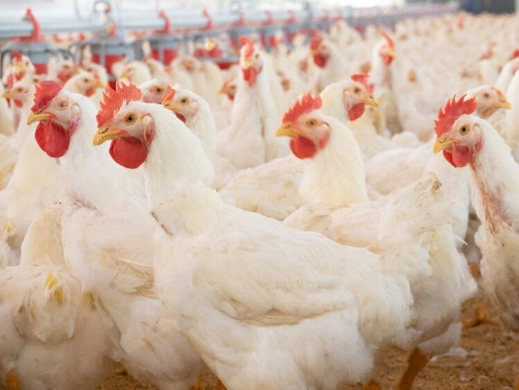 Price of chicken meat reach 1,000 per kg; PPA advised
