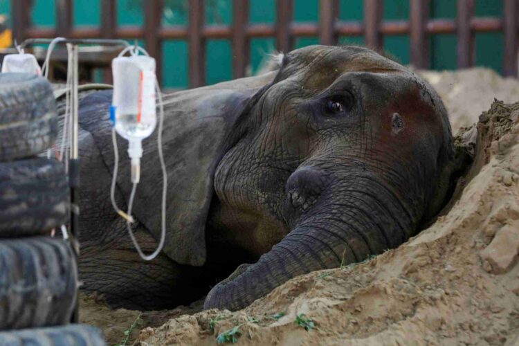17 year old Noor Jehan's health deteriorates at Karachi Zoo