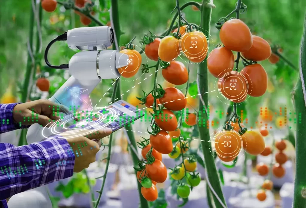 Pak scientists use AI to measure sweetness of citrus fruits