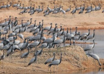 This year, massive 600,000 migratory birds visited Sindh