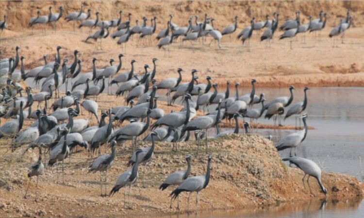 This year, massive 600,000 migratory birds visited Sindh