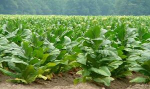tobacco-farmers-lash-out-at-governments-unfair-policies