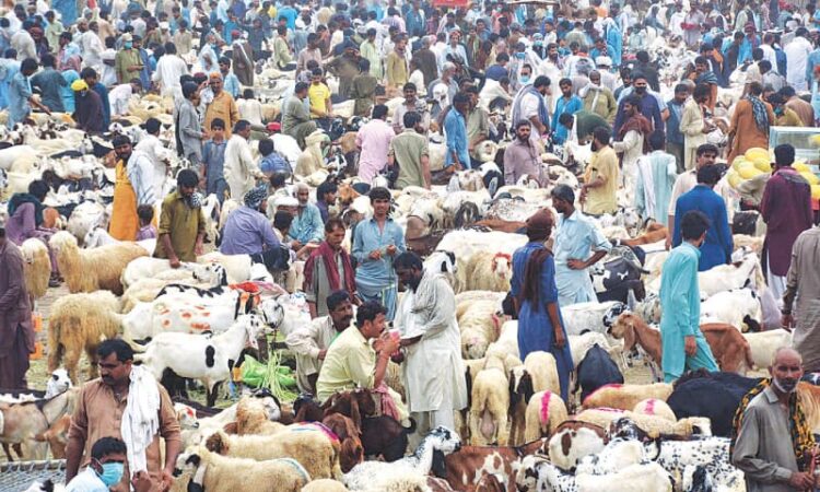 11 new cattle markets in Lahore opened for Eid celebration