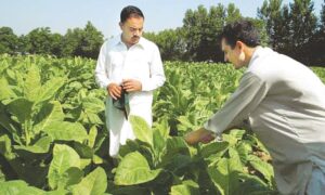 tobacco-farmers-lash-out-at-governments-unfair-policies