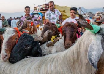 Floods, Eid Sacrifice Animals prices huge increase upto 100%