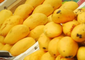 mangoes-from-pakistan-will-transported-by-road-to-china
