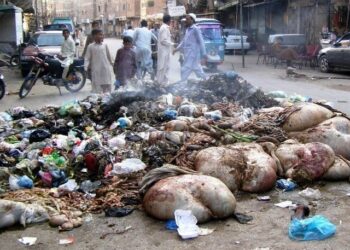 Islamabad, CDA collects 2,278 tons of huge animal offal
