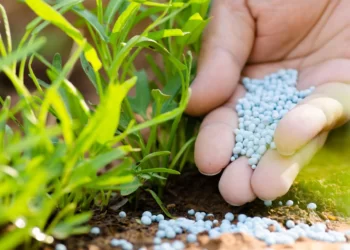 In Punjab, the price of a bag of urea has risen above Rs. 4,000