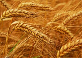wheat-flour-prices-in-agricultural-sector-have-risen-by-132