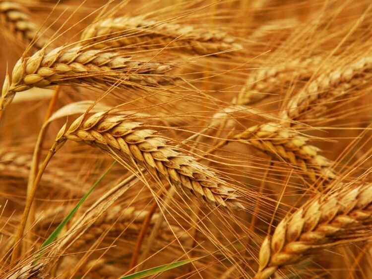 wheat-flour-prices-in-agricultural-sector-have-risen-by-132