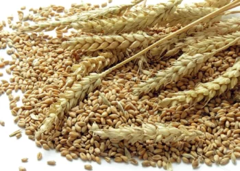 govt-to-import-1-mn-metric-tons-wheat-to-meet-the-shortfall