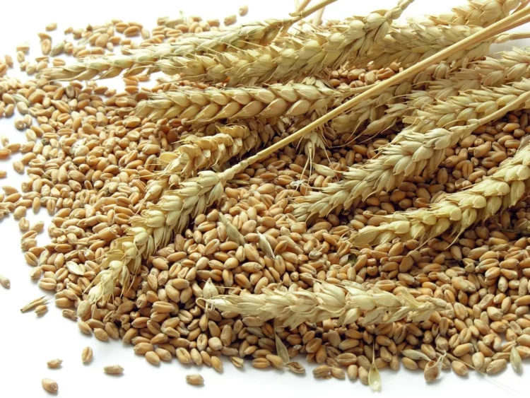 govt-to-import-1-mn-metric-tons-wheat-to-meet-the-shortfall