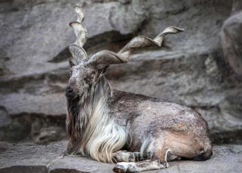 markhor-seeking-permit-sold-for-an-all-time-high-of-186000
