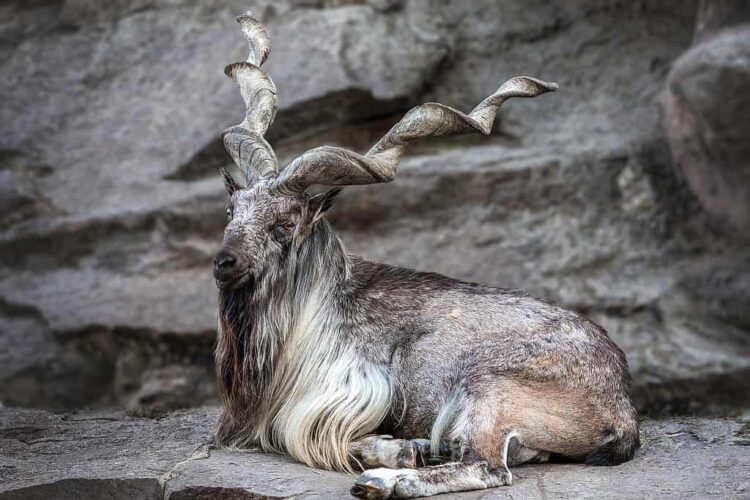 markhor-seeking-permit-sold-for-an-all-time-high-of-186000