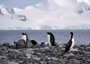 The Bird flu has been detected for 1st time in the Antarcticthe-bird-flu-has-been-detected-for-1st-time-in-the-antarctic