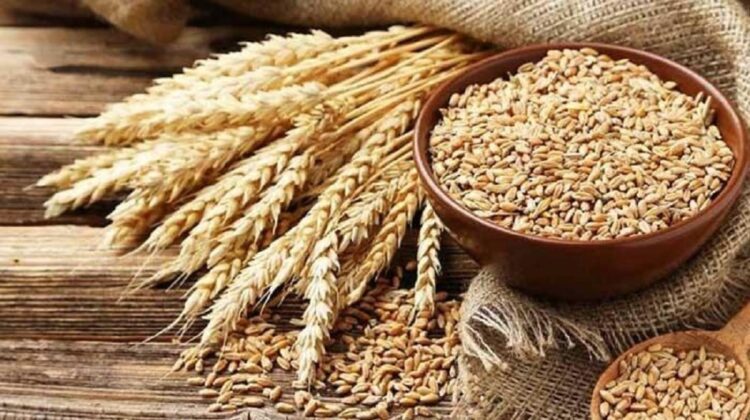 to-buy-110000-metric-tons-of-wheat-tcp-issues-a-tender