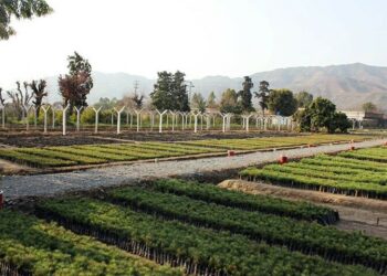 kpk-government-launches-billion-tree-plus-project