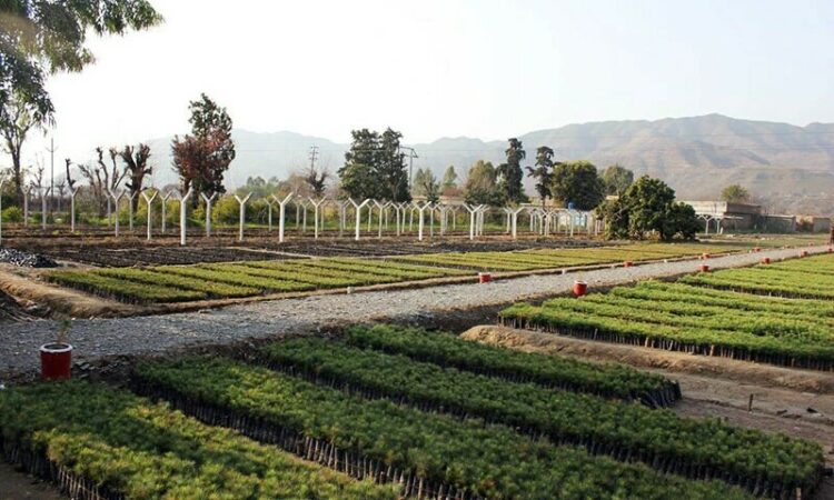 kpk-government-launches-billion-tree-plus-project