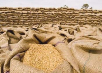 wheat-worth-rs-800-million-fades-away-in-sindh