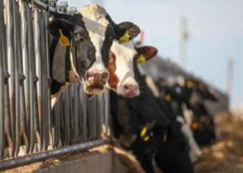 bird-flu-outbreak-spreads-to-dairy-cows-in-the-us