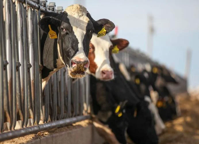 bird-flu-outbreak-spreads-to-dairy-cows-in-the-us