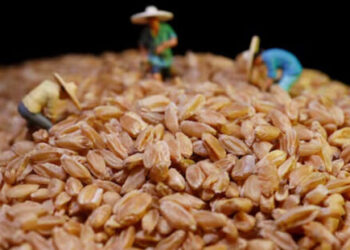 china-approved-the-1st-genome-edited-wheat