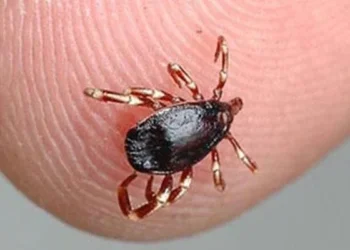 govt-warns-about-congo-fever-first-reported-case-in-kp