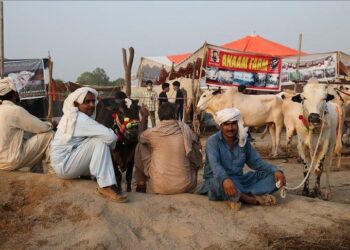 karachi-sacrificial-cattle-market-contract-awarded-for-pos