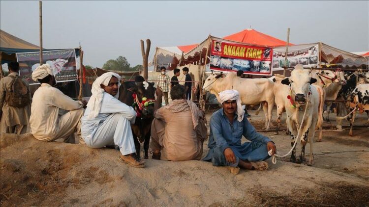 karachi-sacrificial-cattle-market-contract-awarded-for-pos