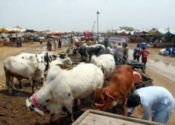 more-than-30000-animals-reach-northern-bypass-cattle-market
