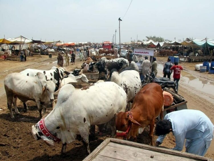 more-than-30000-animals-reach-northern-bypass-cattle-market