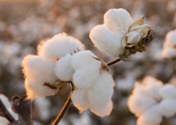 pakistans-cotton-yarn-exports-to-china-rise-by-65-85