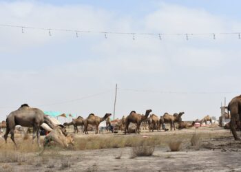 more-than-400-camels-arrive-at-northern-bypass-cattle-market