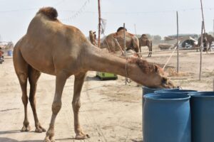 More-than-400-camels-arrive-at-northern-bypass-cattle-market