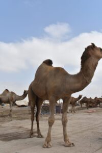 More-than-400-camels-arrive-at-northern-bypass-cattle-market