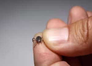 govt-warns-about-congo-fever-first-reported-case-in-kp