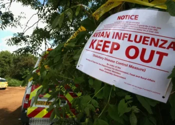 its-official-finland-vaccinate-its-people-from-bird-flu