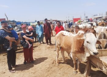 foreign-tourists-visited-northern-bypass-cattle-market
