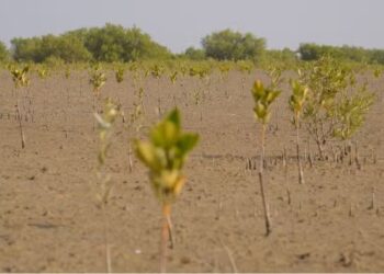 bank-alfalah-wwf-pak-join-forces-on-world-environment-day