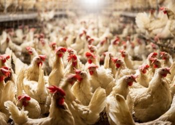 chicken-eggs-surging-prices-are-to-increase-unusually