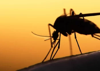 the-16-new-devastating-dengue-cases-seen-in-punjab