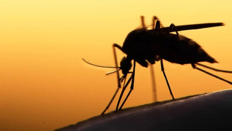 the-16-new-devastating-dengue-cases-seen-in-punjab